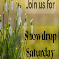 Snowdrop Saturday