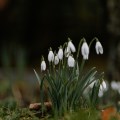 Snowdrop Festival